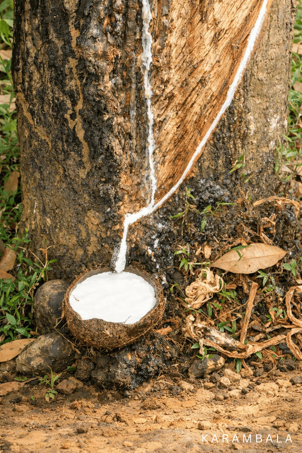 A quiet ritual carved into the bark. Rubber tapping in Sri Lanka—where nature and human hands still work together in silence.