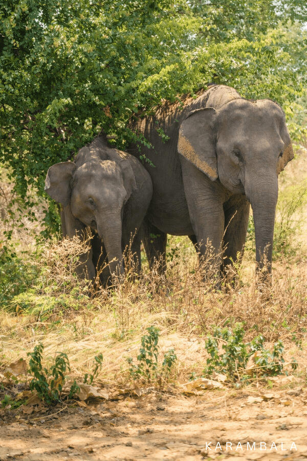 Die stillen Giganten Sri Lankas. Ein ruhiger Moment in der Wildnis. Zwei Elefanten bewegen sich mit Stärke, Weisheit und gelassener Energie durch die Natur.